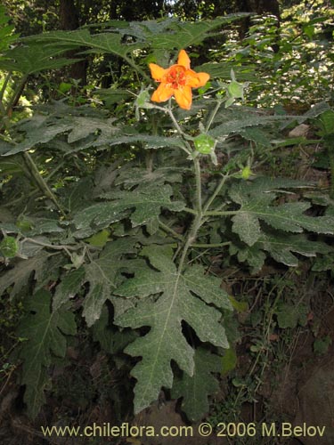 Image of Loasa acanthifolia (). Click to enlarge parts of image.